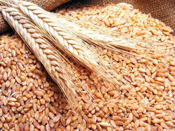 Казахстан увеличил экспорт пшеницы в ЕС на 27%